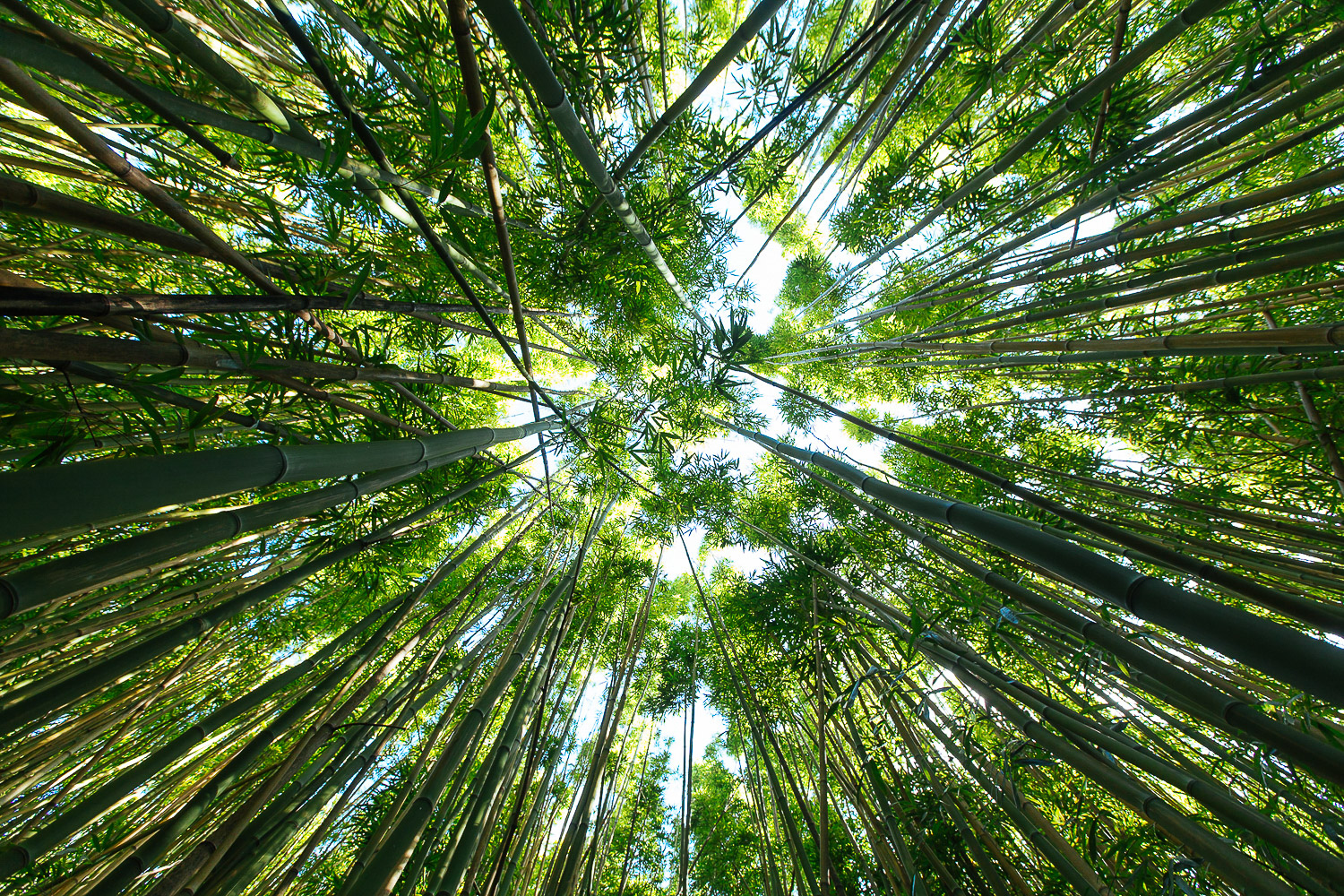  Bamboo Forest | Maui, Hawaii 