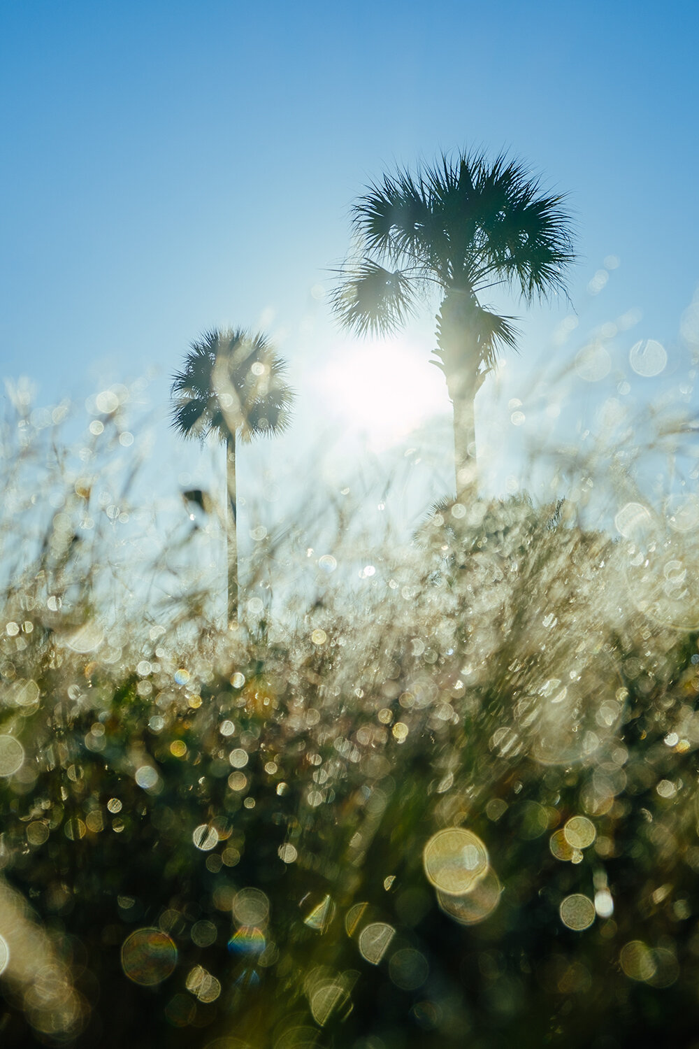  Palm Jewel 