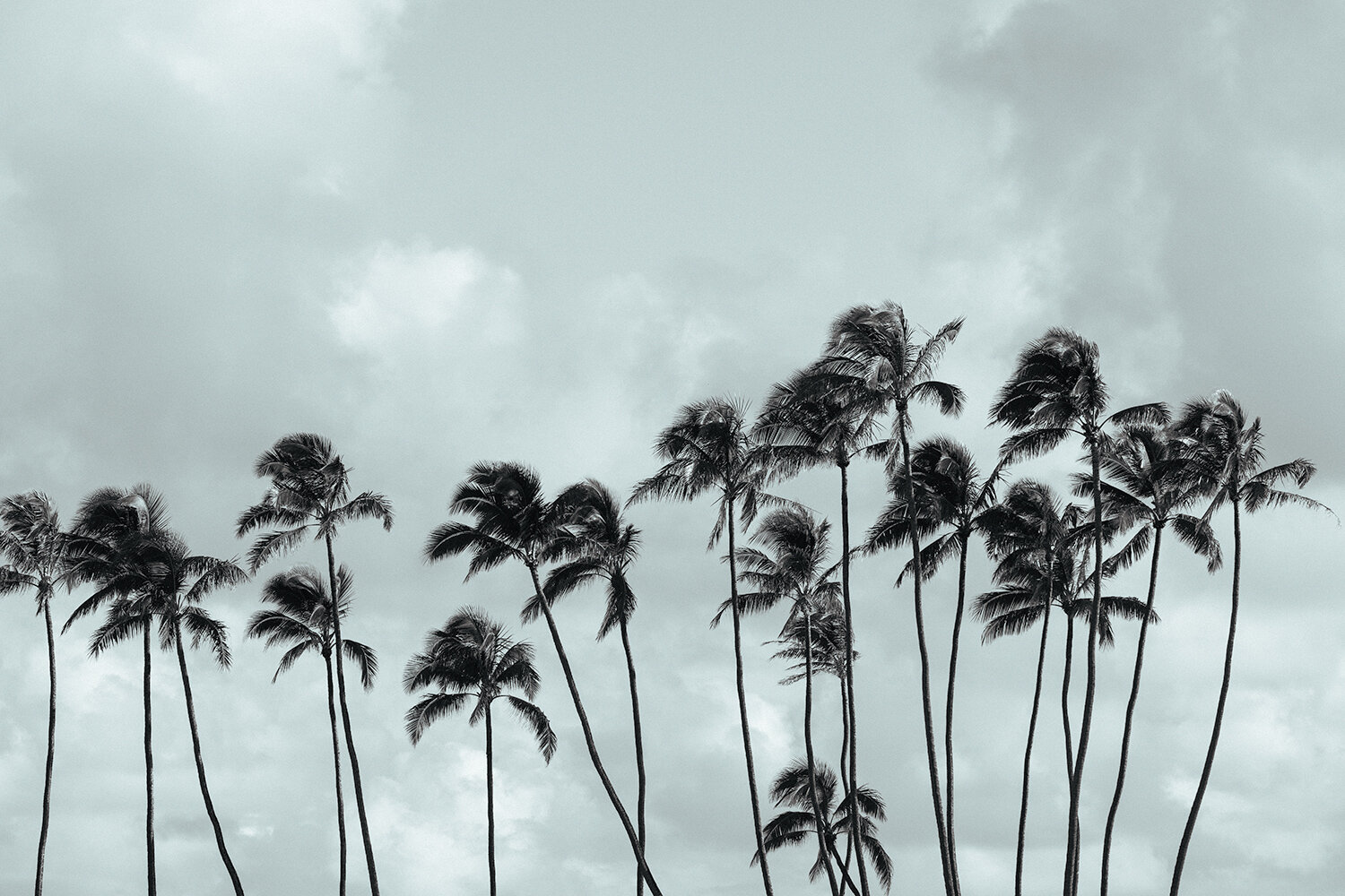  High Above  | Baldwin Beach, Maui Hawaii 