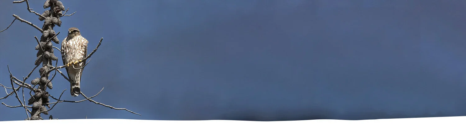 CTFN-Stories-birdbranch-banner.jpg