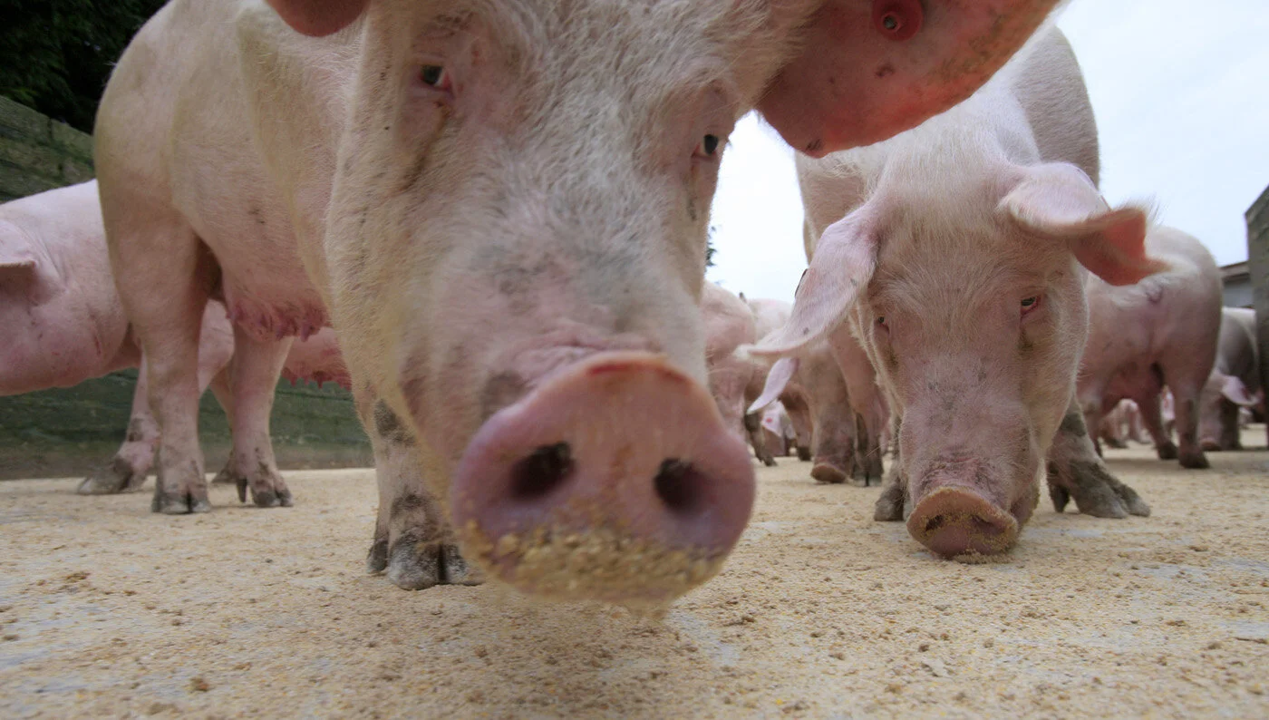  Pigs are pictured eating at a local farm in Northern Ireland. The Irish government said Saturday it was recalling all pork products made in the Republic of Ireland after the discovery of a toxic substance in slaughtered pigs.  
