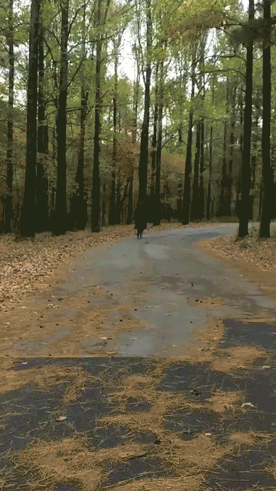 Untitled-8.gif