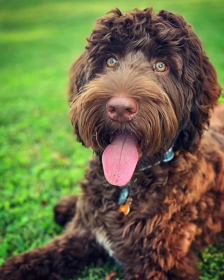 Australian Labradoodles