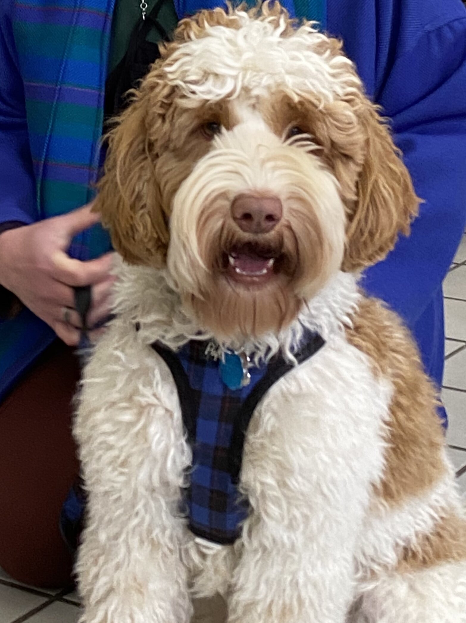 Australian Labradoodle Big stud