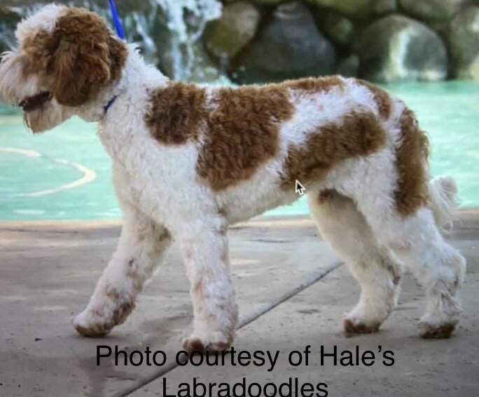 Labradoodle stud in Virginia