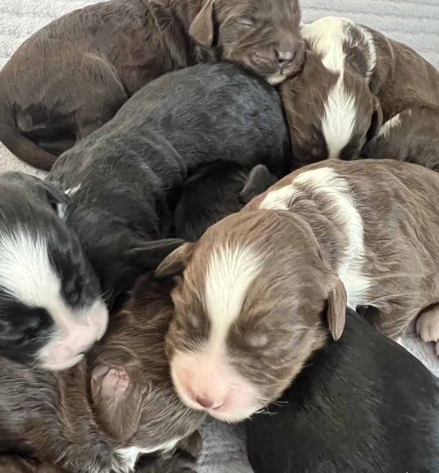 australian labradoodle puppies.jpeg