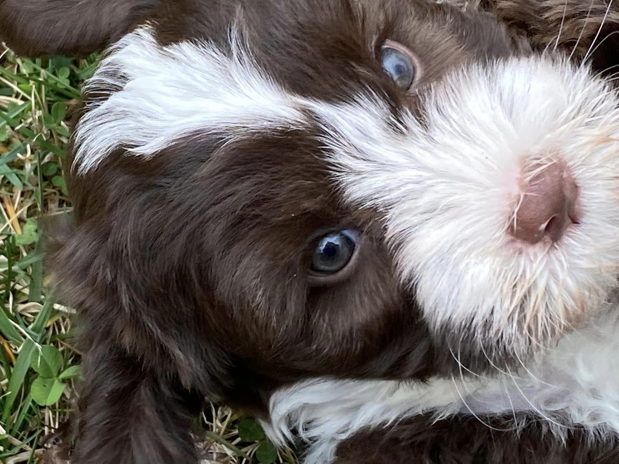 chocolate_white_labradoodle_puppy.jpeg