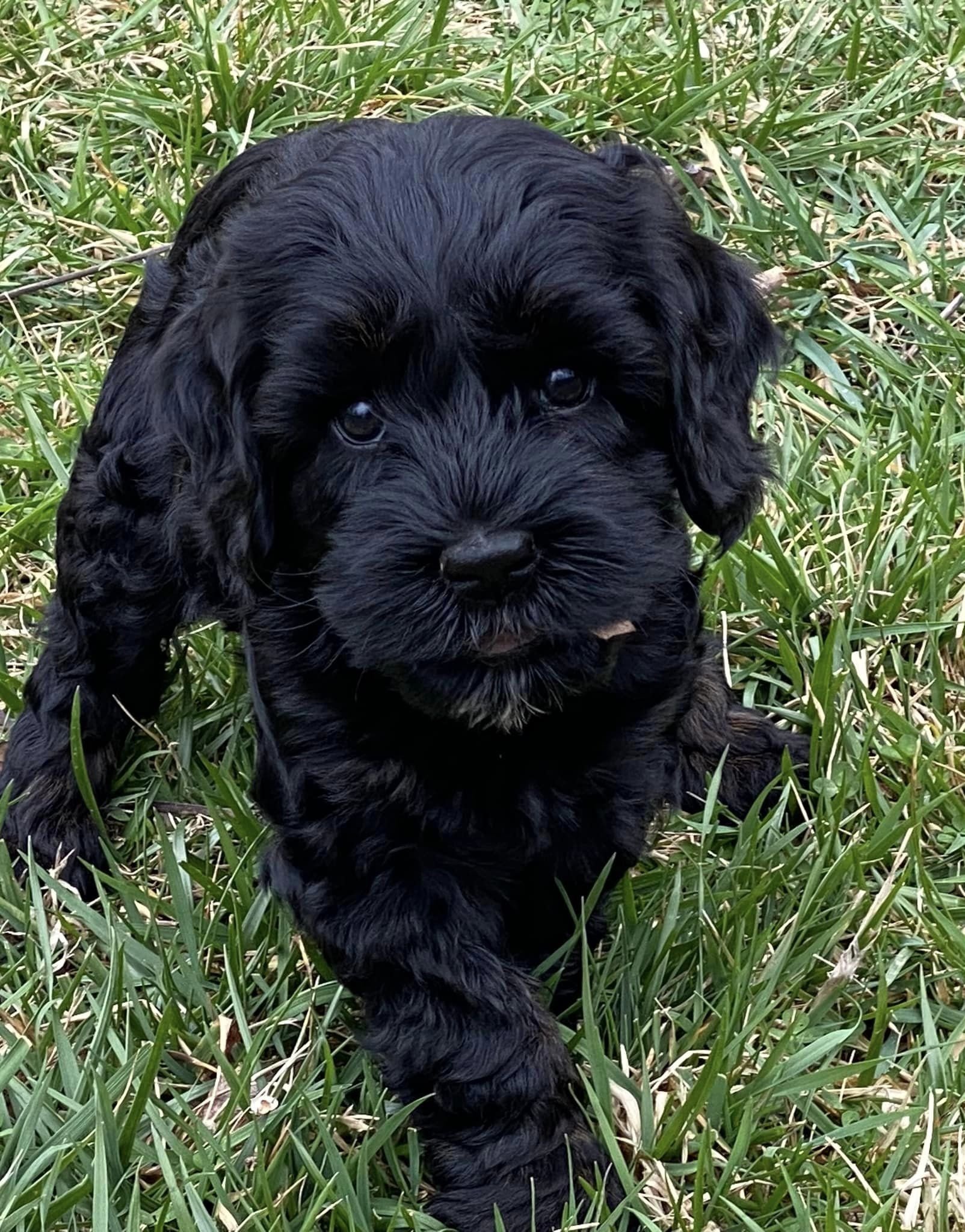 black_labradoodle_puppy.jpeg