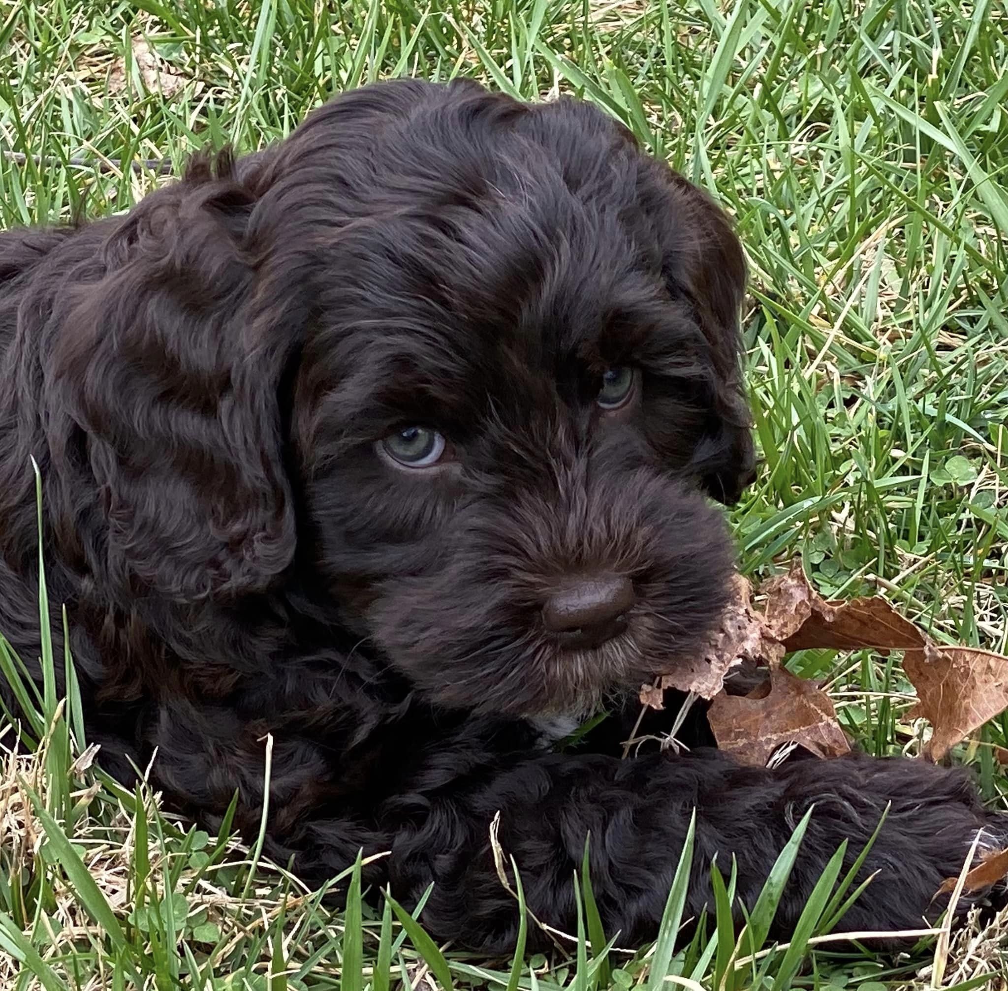 australian_labradoodle_with_leaf.jpeg