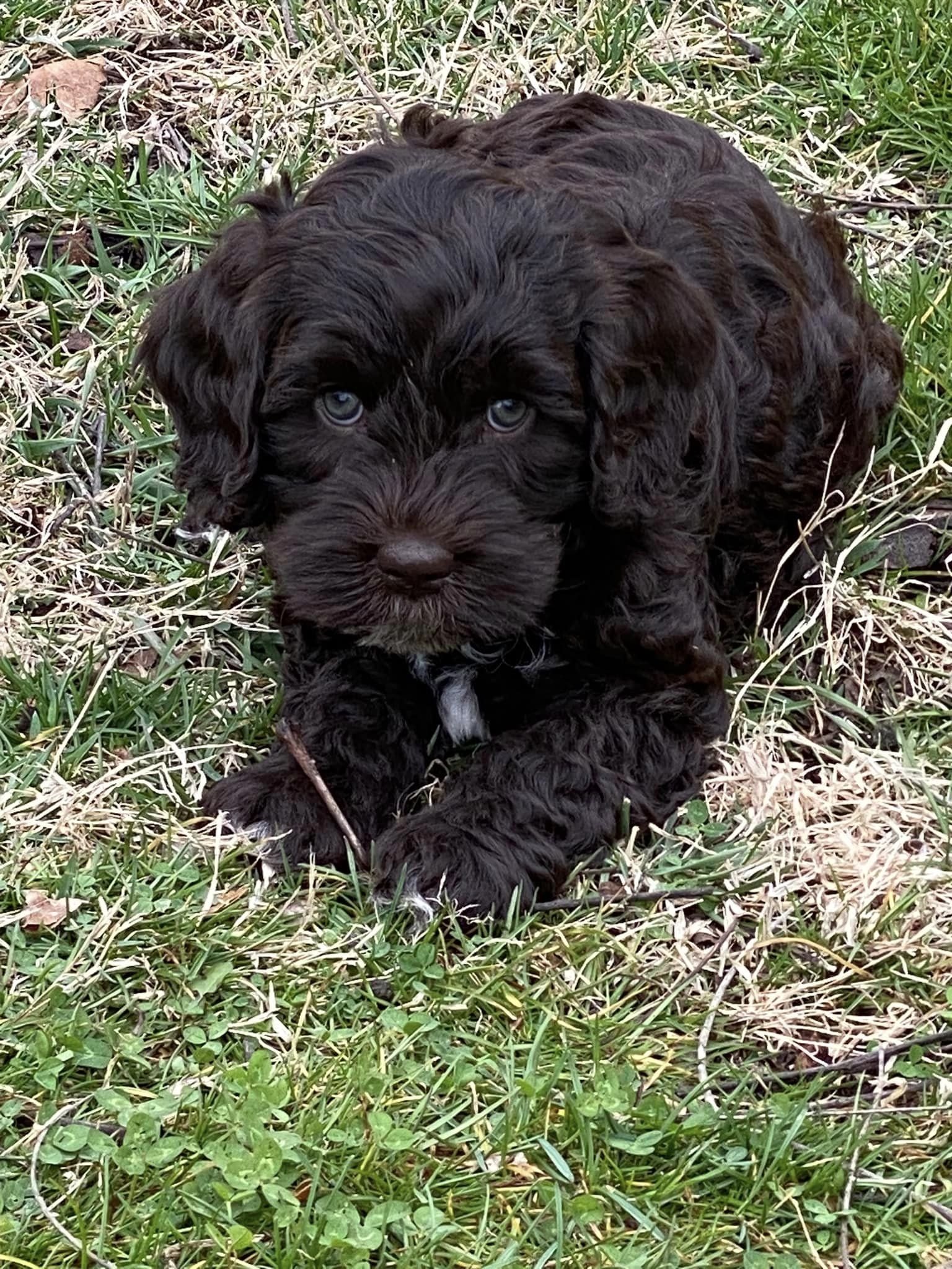 awesome_labradoodle_puppy.jpeg