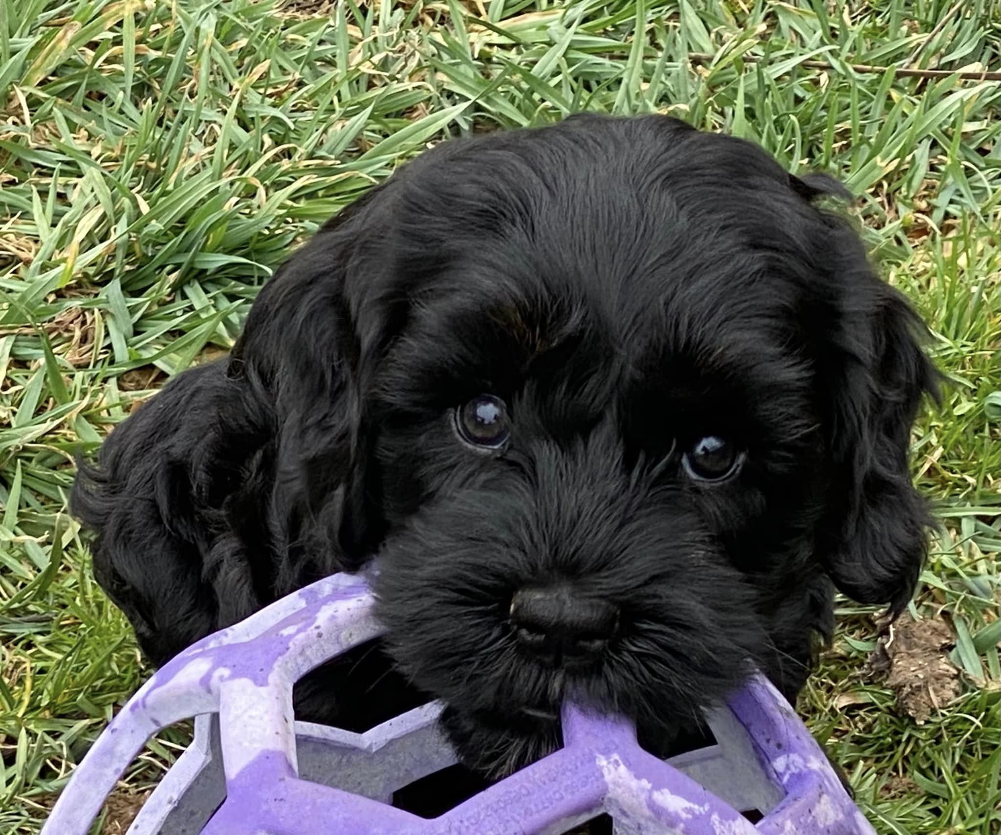 beautiful_labradoodle.jpeg