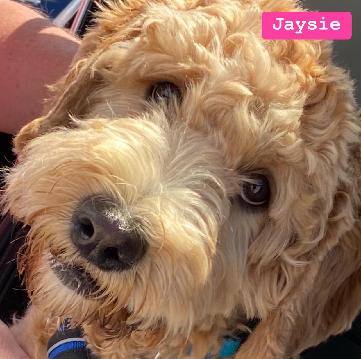 labradoodle jaysie