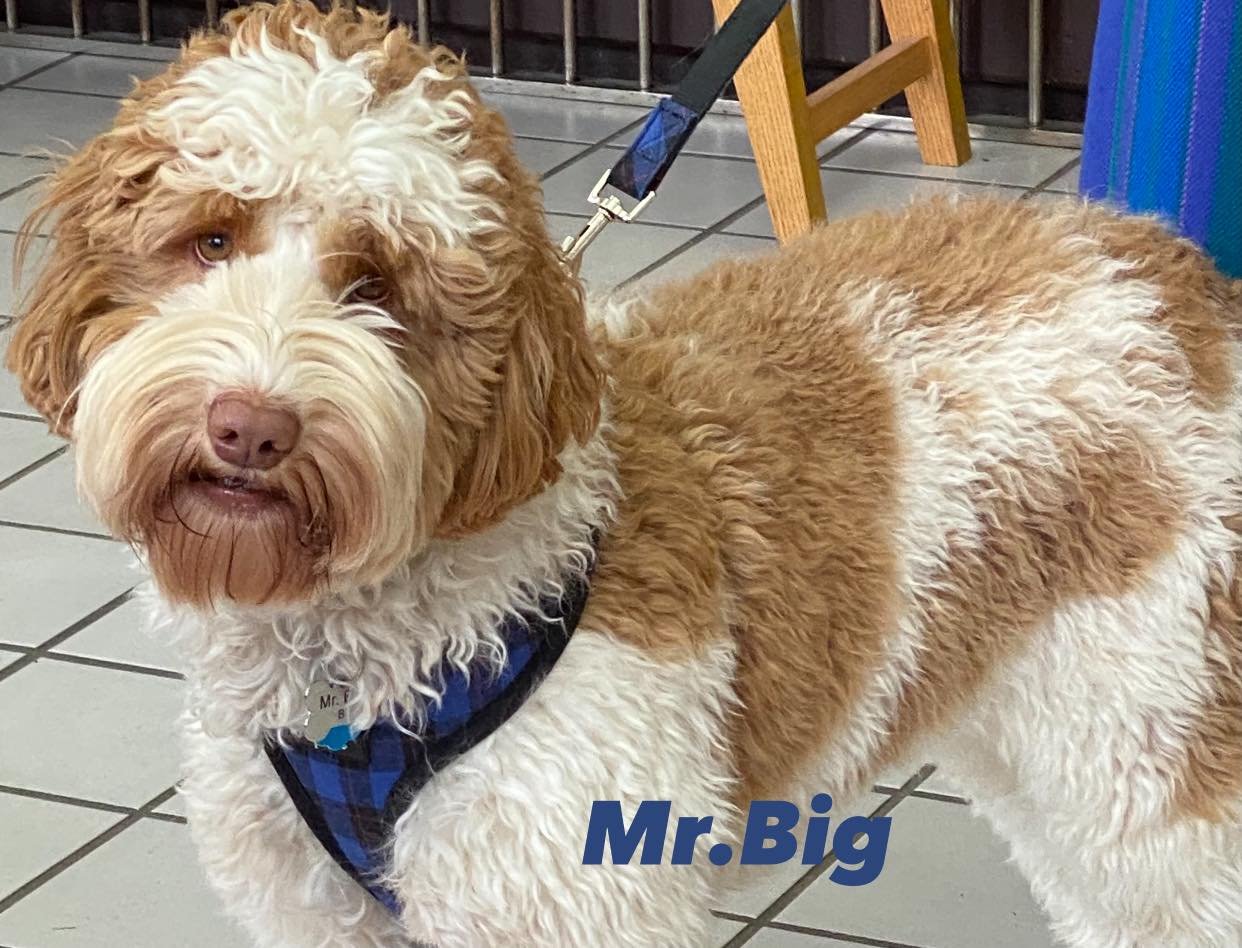 Big Australian Labradoodle