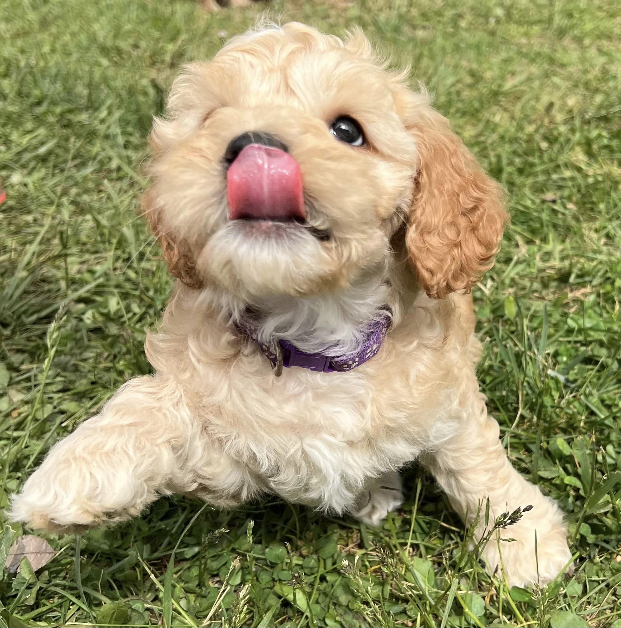 cute labradoodle.jpeg