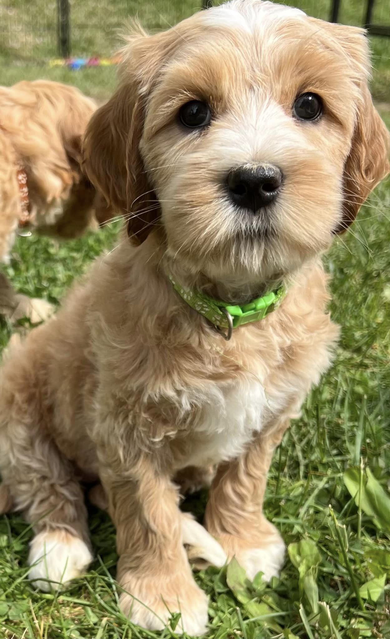 awesome labradoodle.jpeg