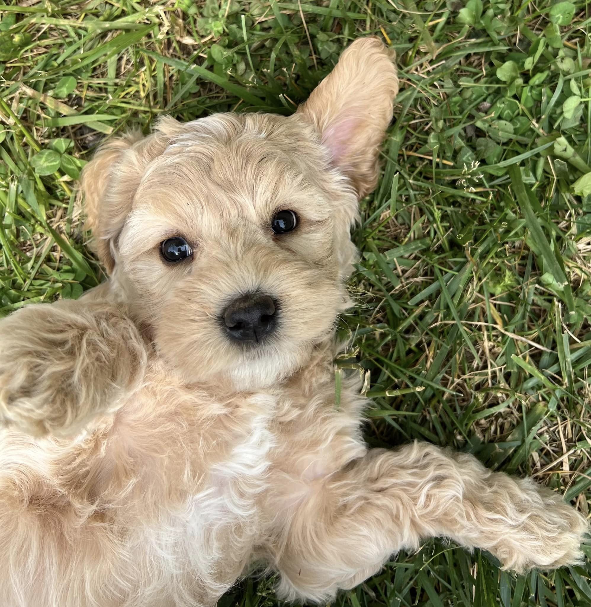 georgeous labradoodle.jpeg