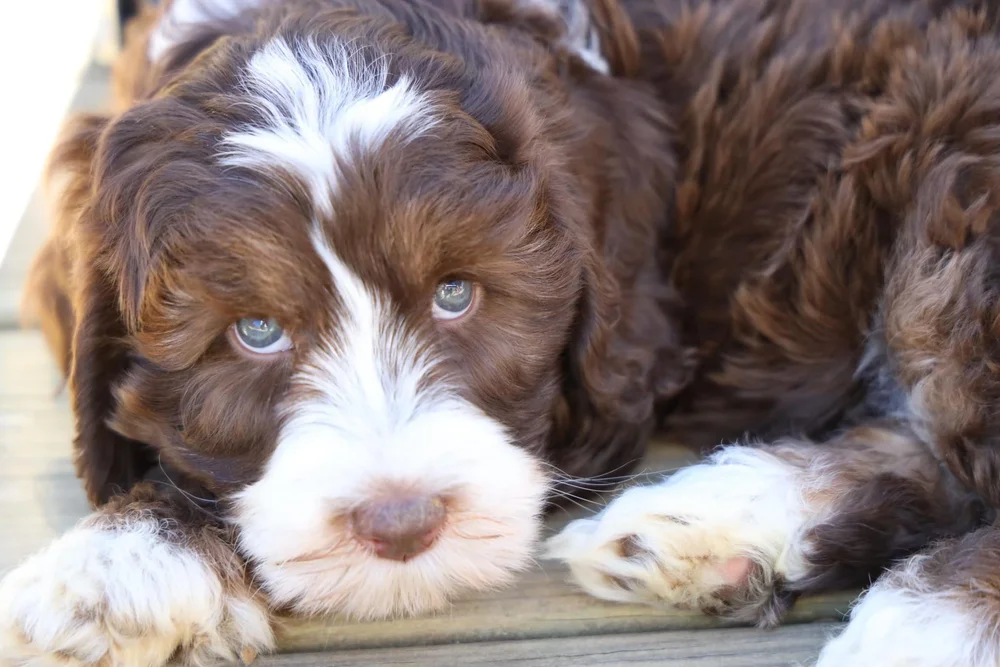 Available Australian Labradoodle puppy! — Poppins Australian Labradoodles