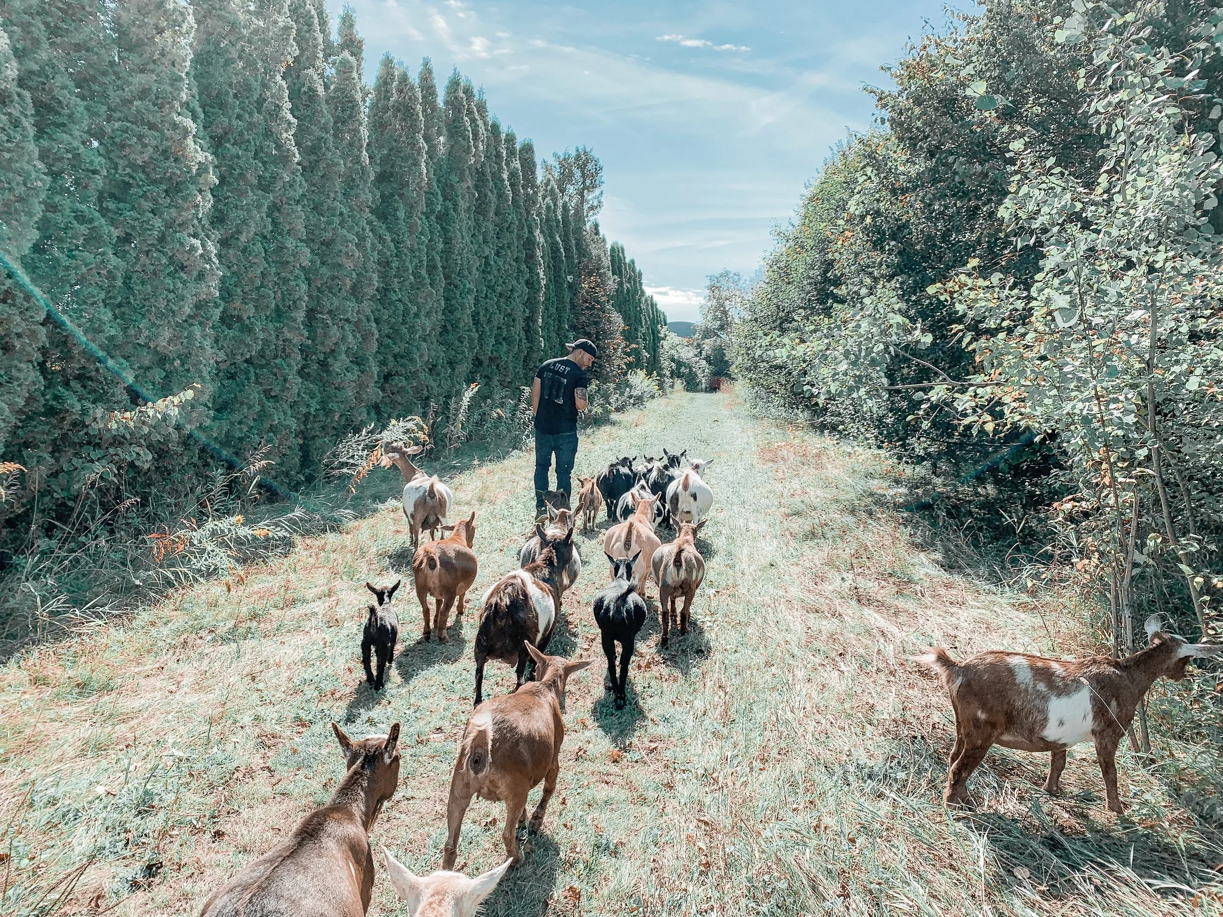 Lost in Southern Ontario: Spending a day at Haute Goat