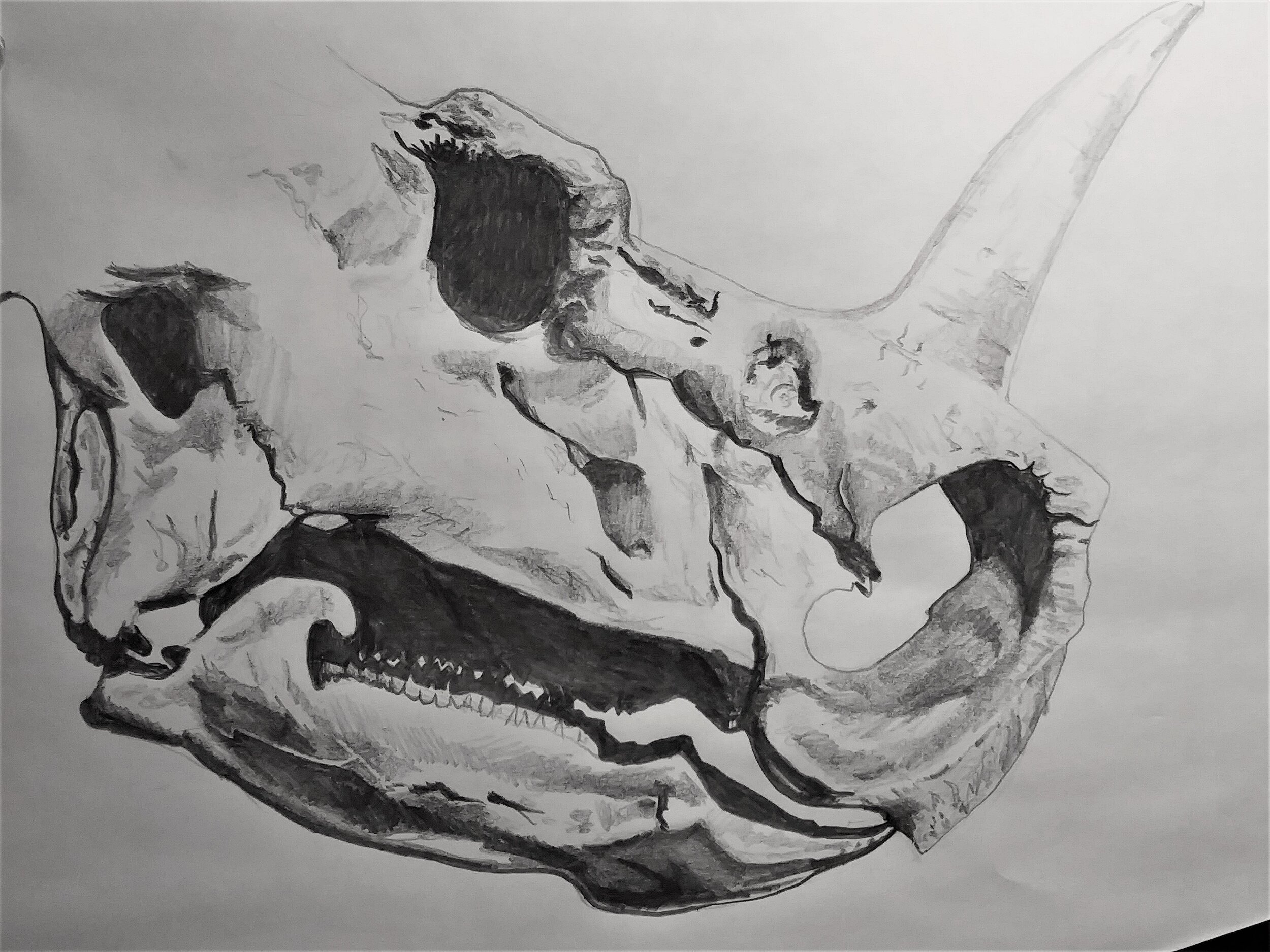 Triceratops skull