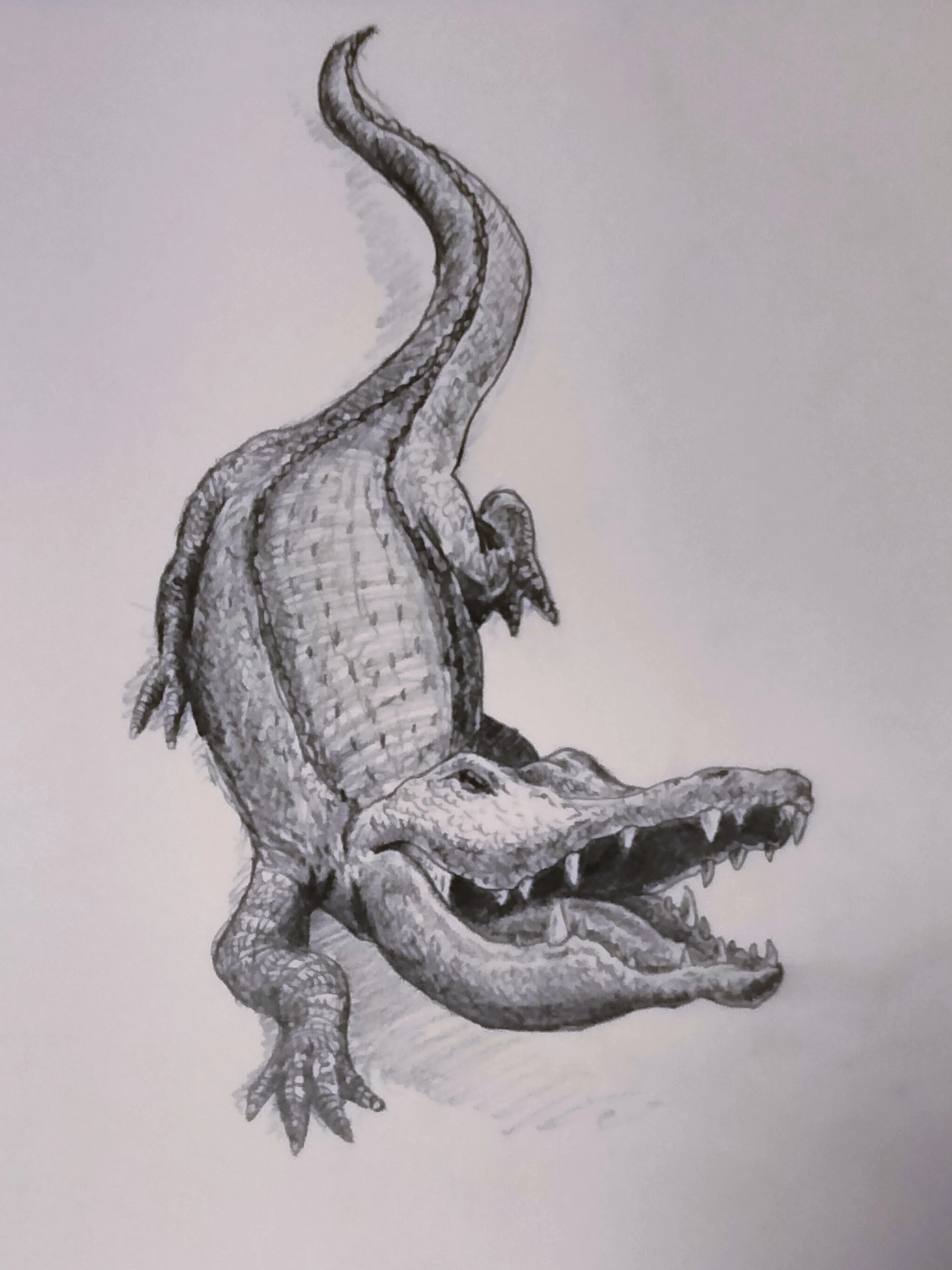 Gator