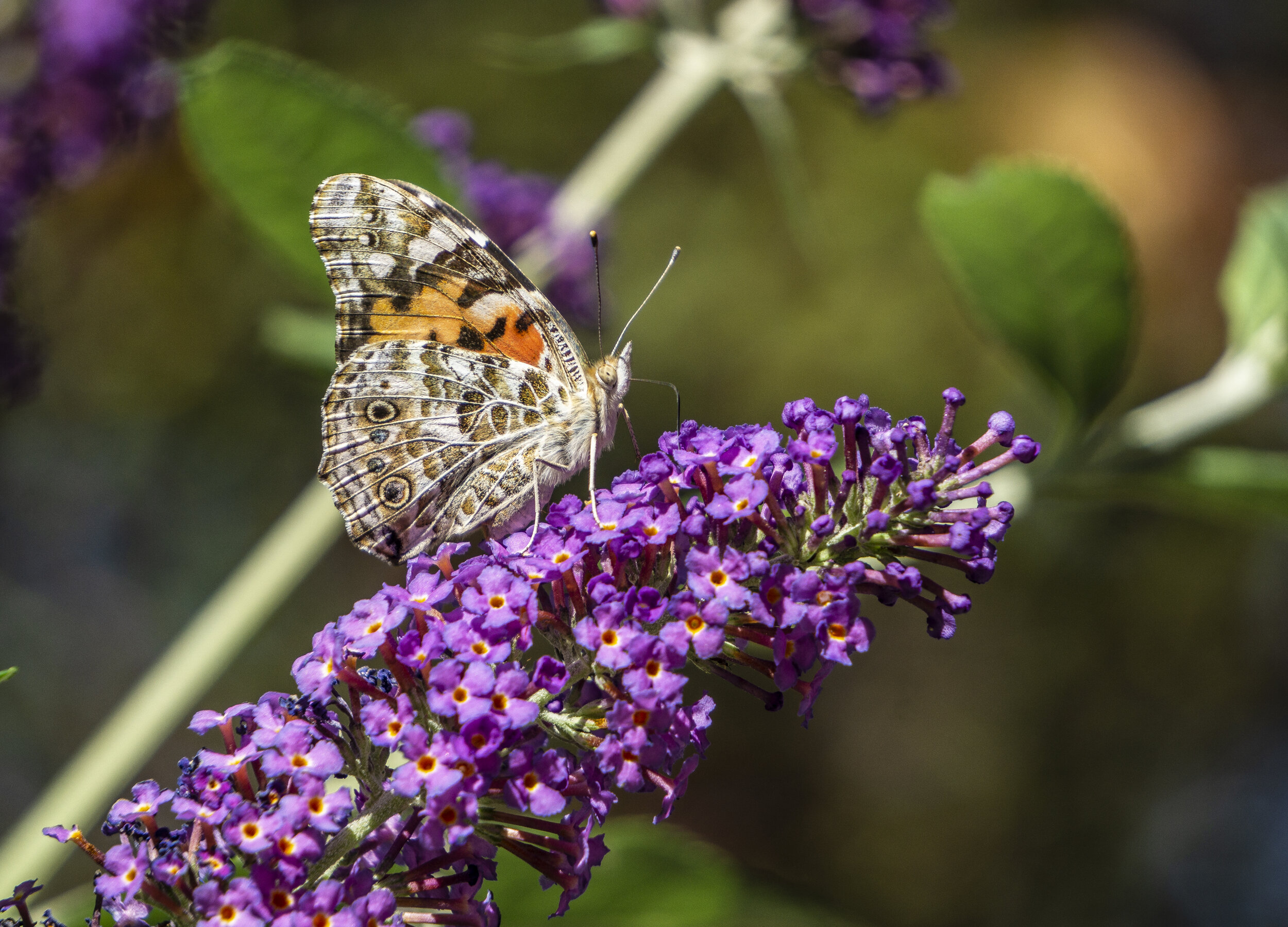 Painted Lady Butterfly Drinking