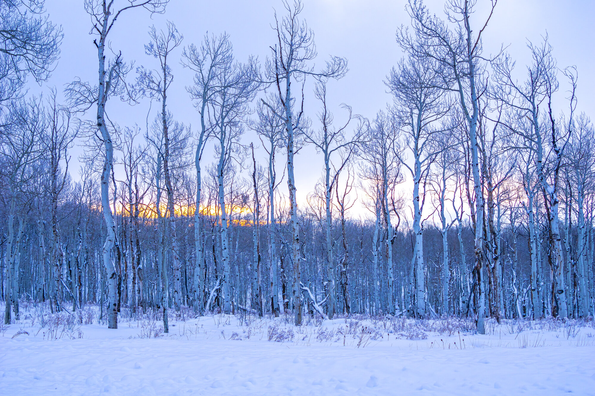 Aspens in Snow at Sunset