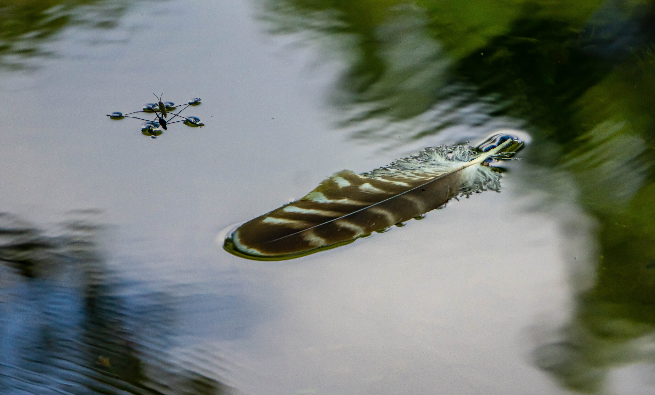 Feather and Water Strider