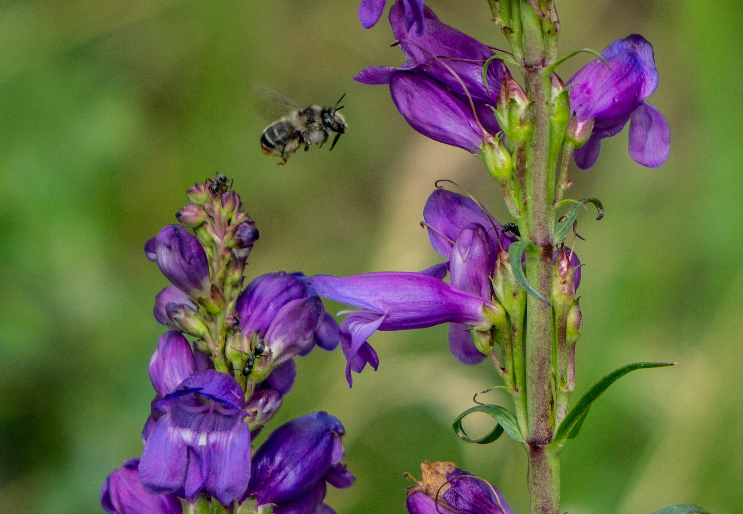 Bee in Purple Flowers