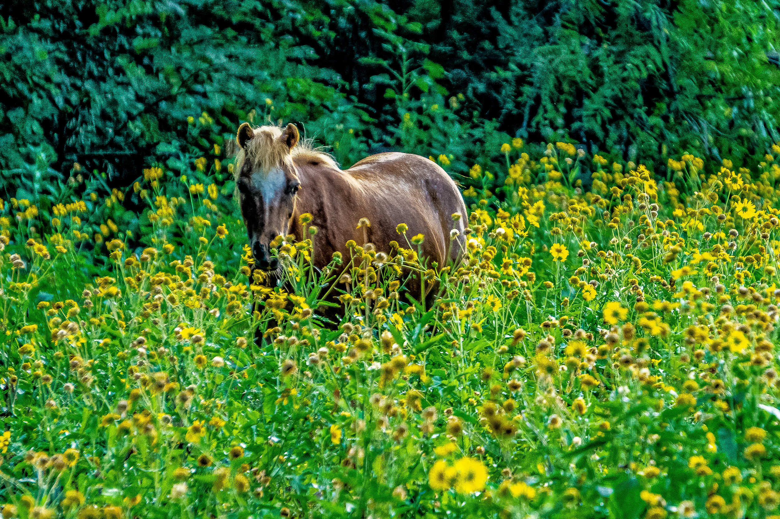 Horse in Yellow Flowers