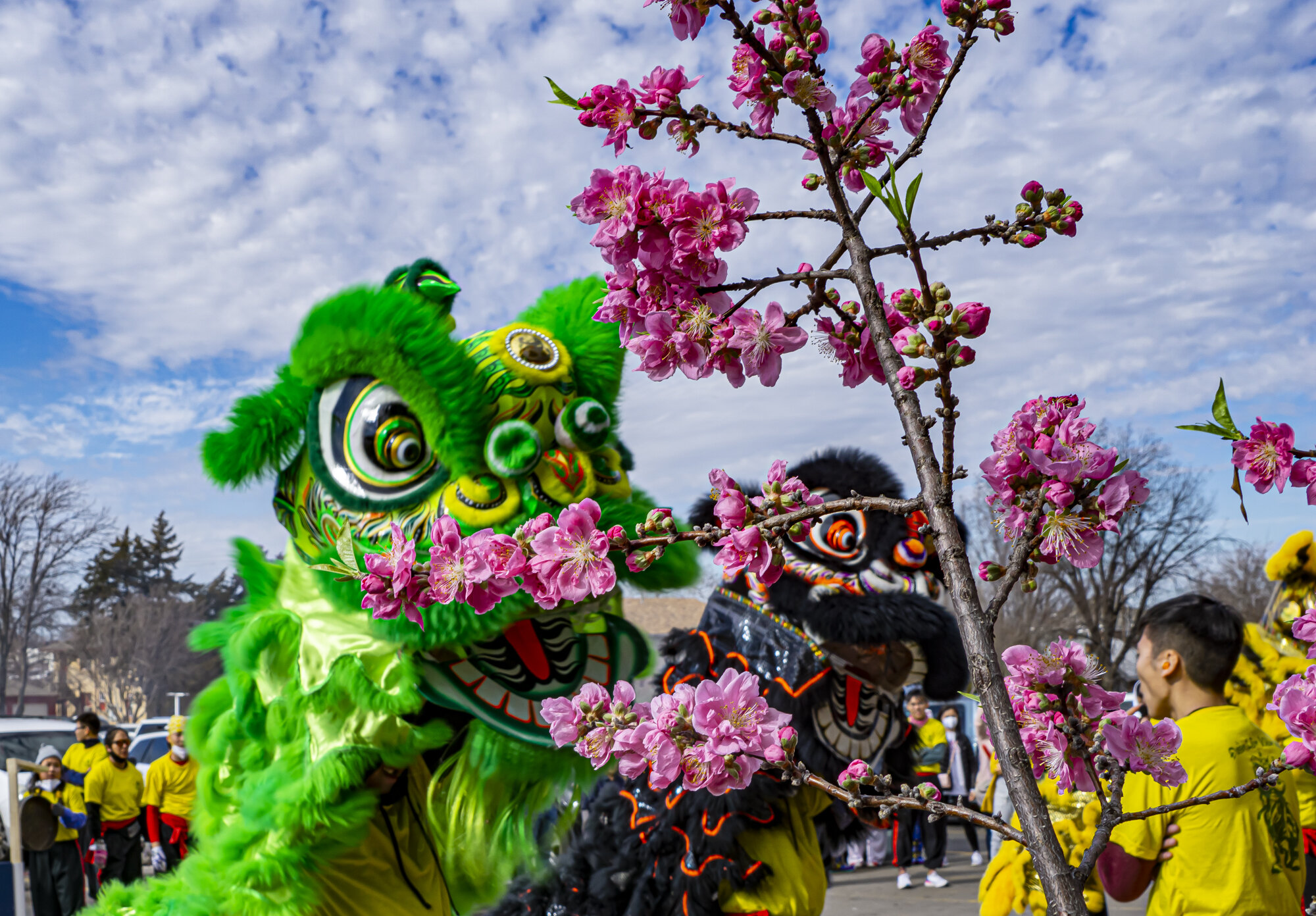 Green and Black Lions with Cherry Blossoms, Lunar New Year 2020