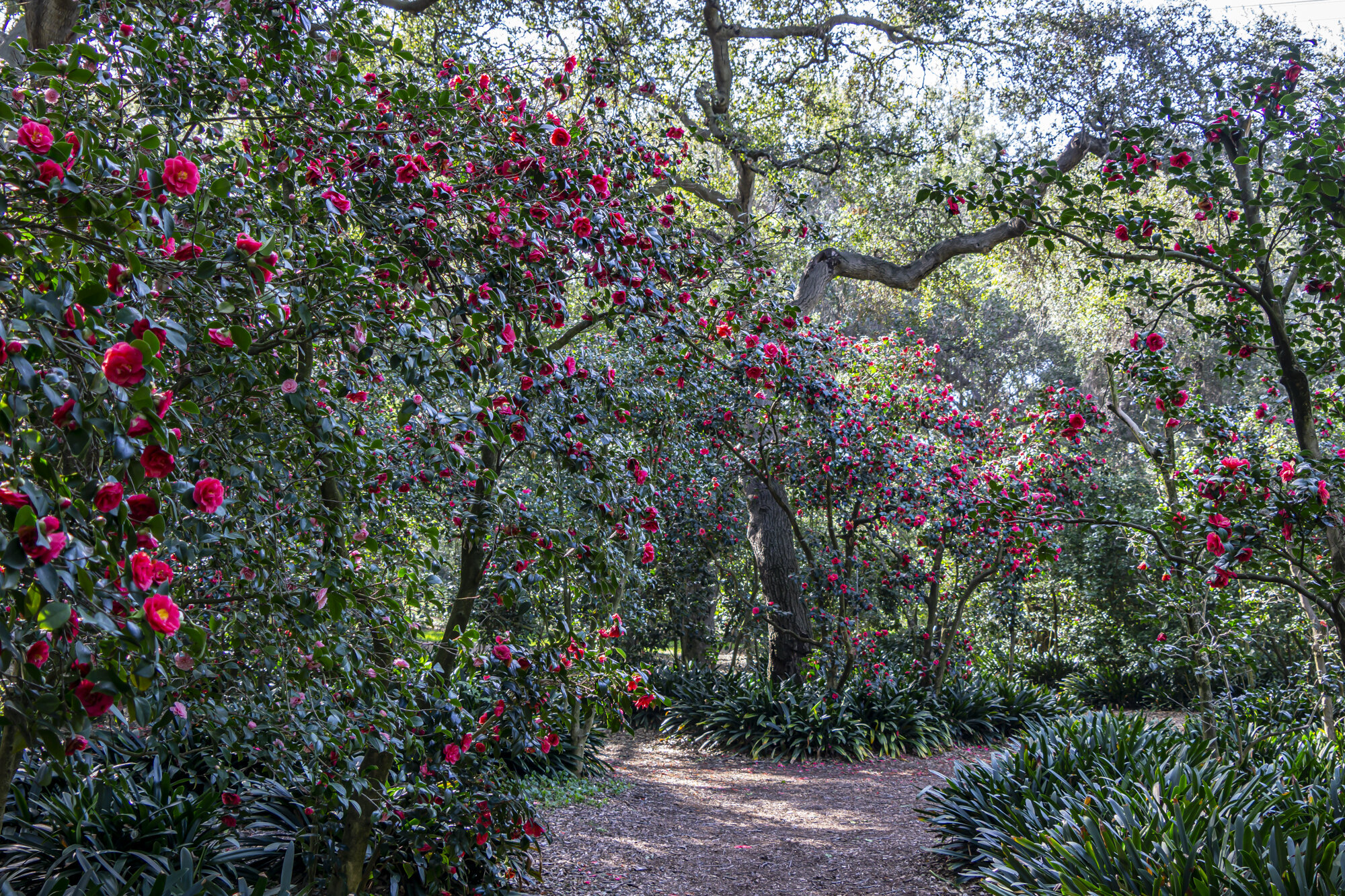 Camellia Forest