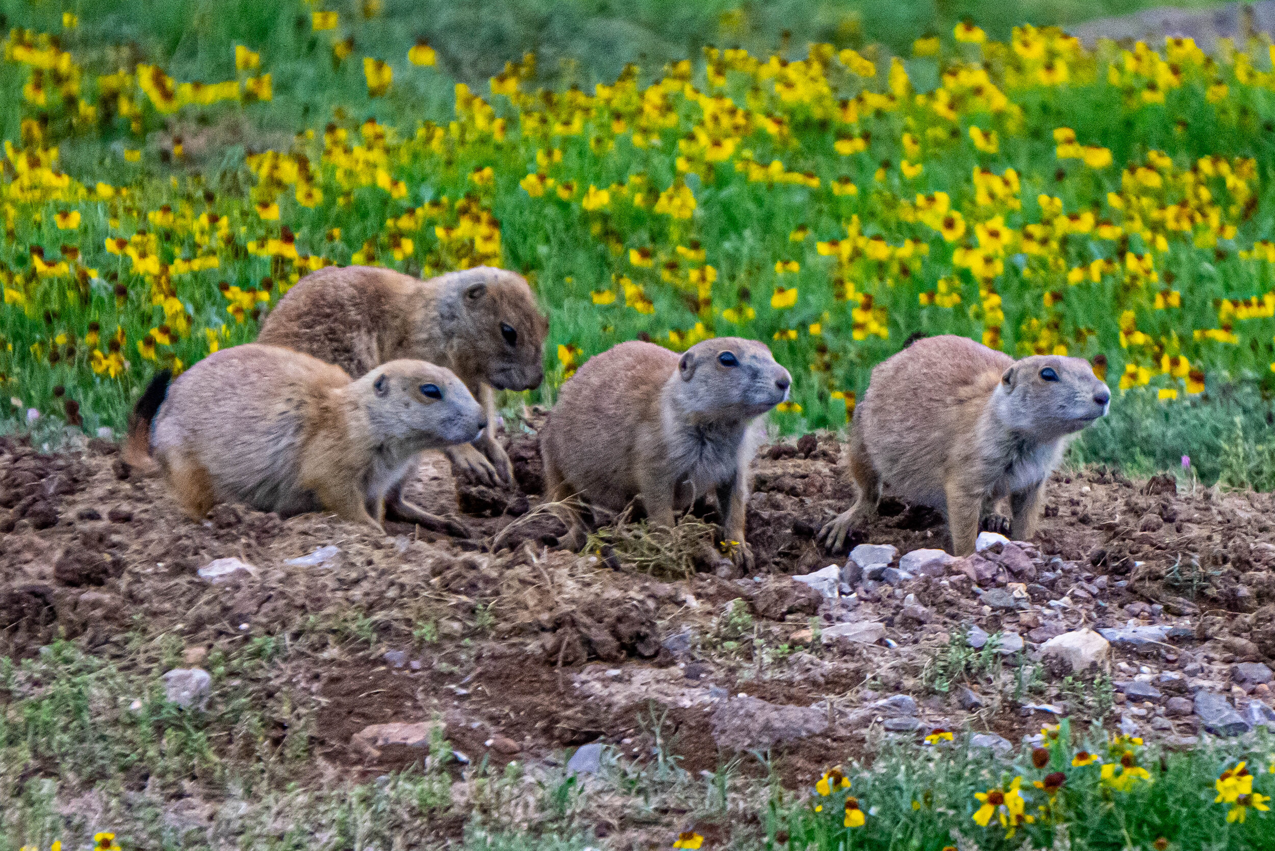 Prairie Dog Family on the Lookout