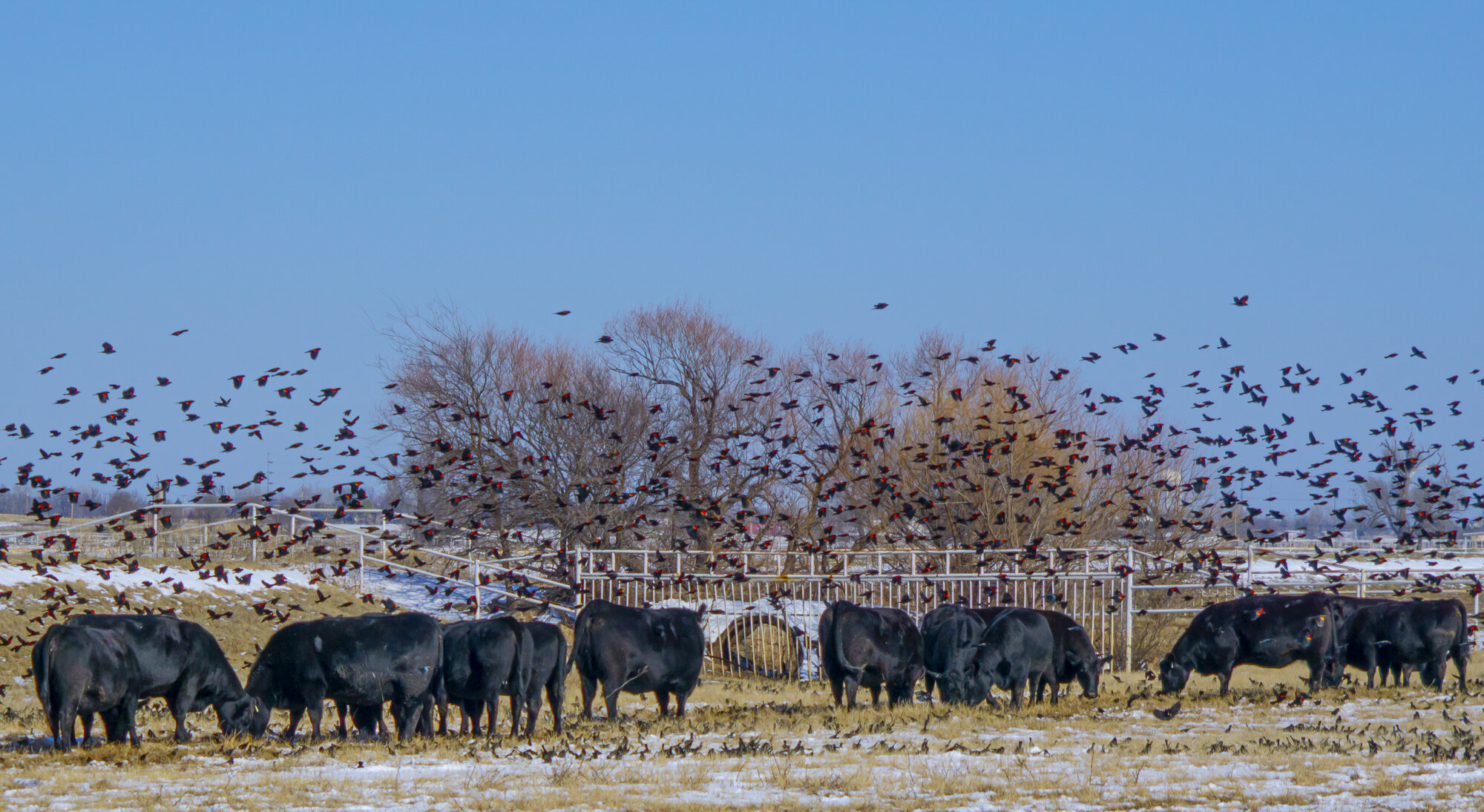 Redwing Blackbirds and Cows in Snow