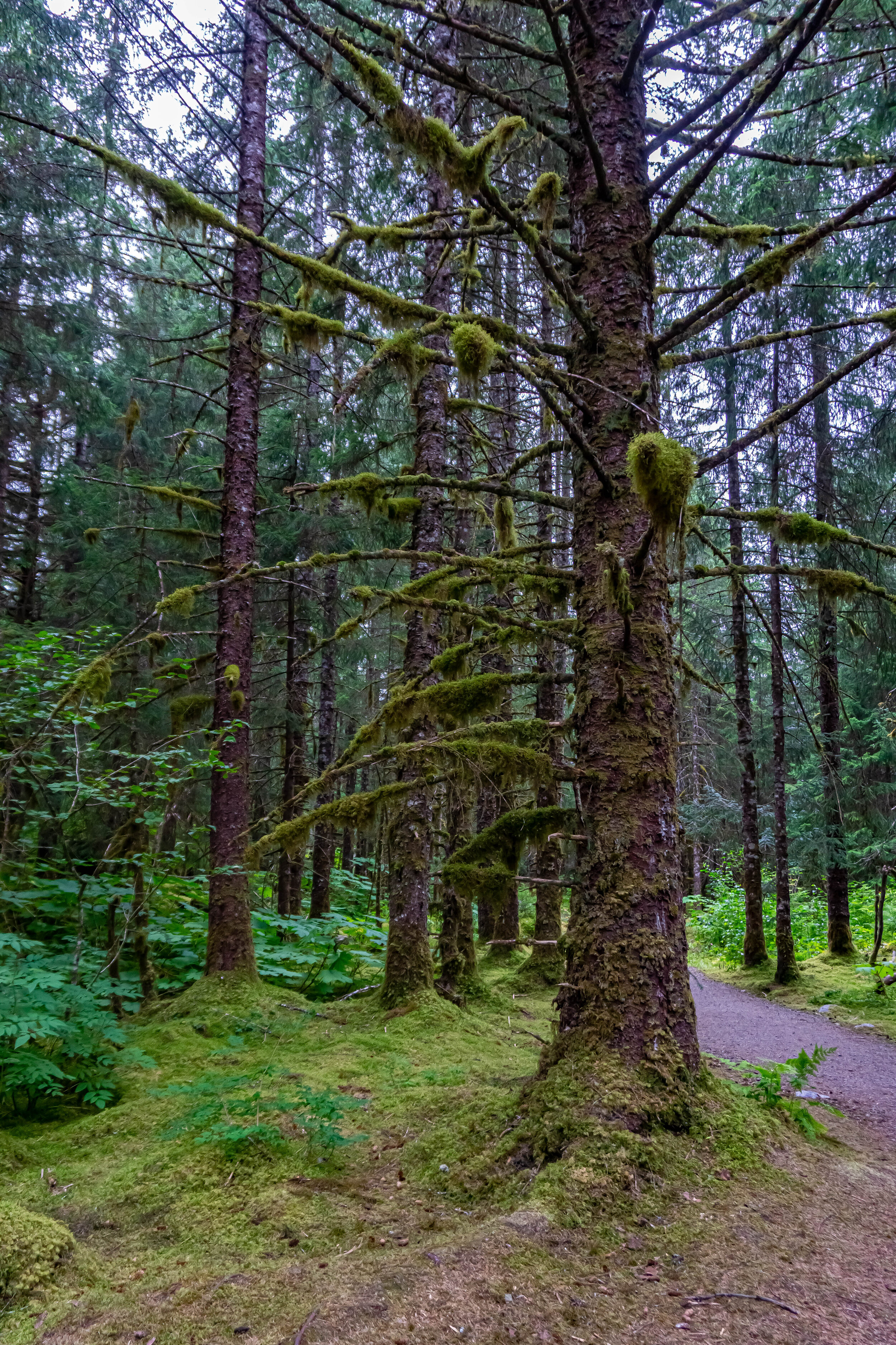 Alaskan Moss Forest