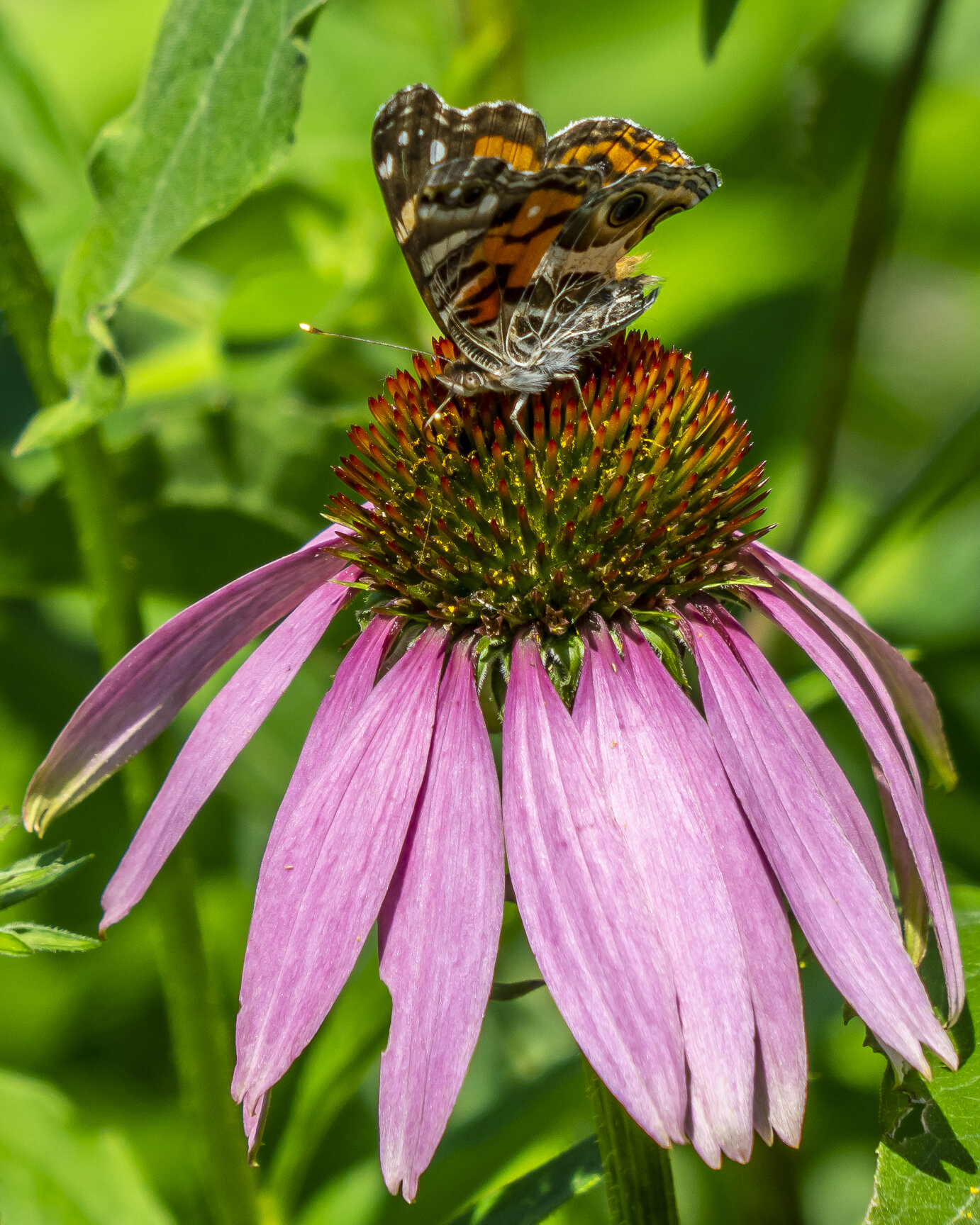Painted Lady on Coneflower
