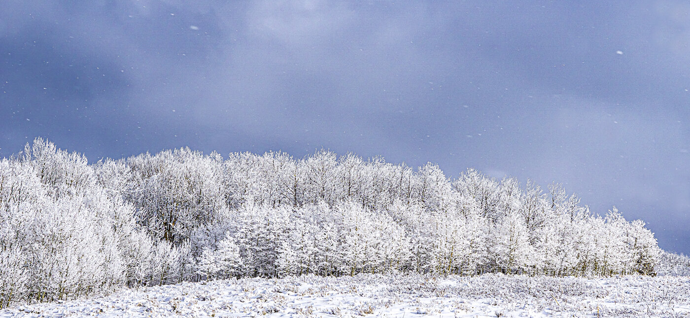 White Trees in Snow