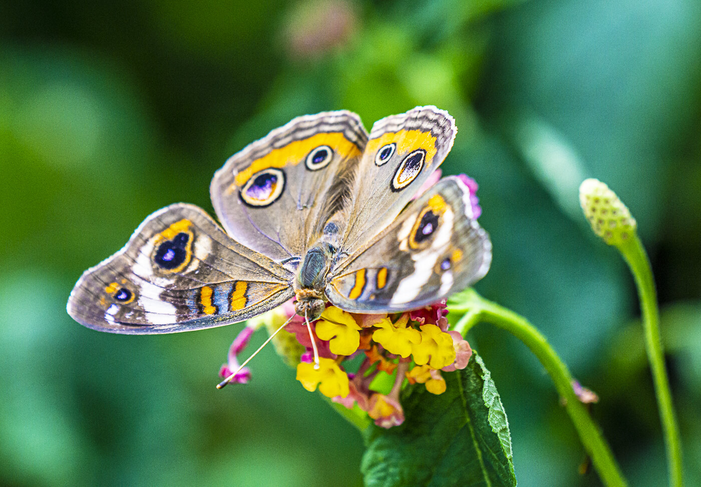 Common Buckeye Butterfly on Lantana