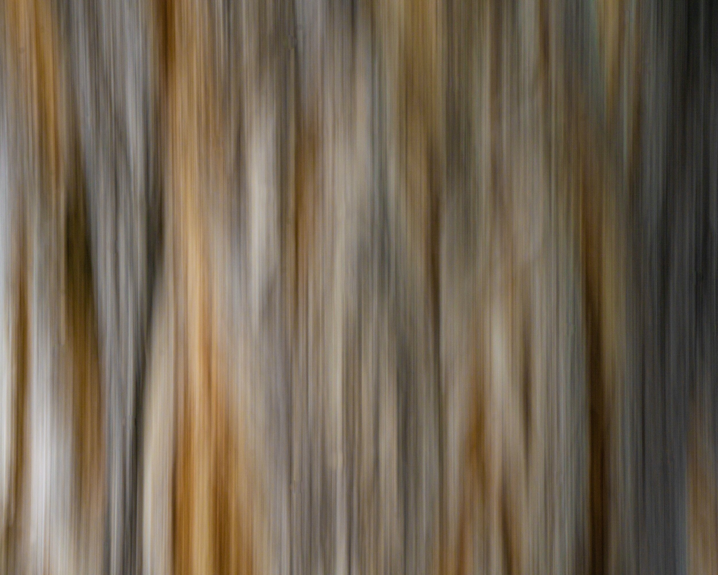 Tree Bark Abstract