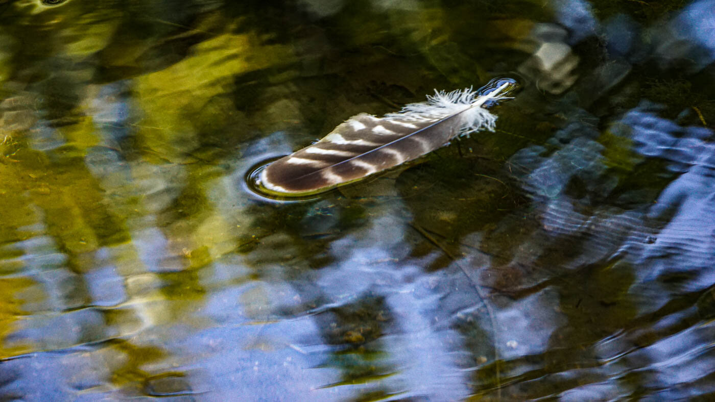 Feather in Ripples