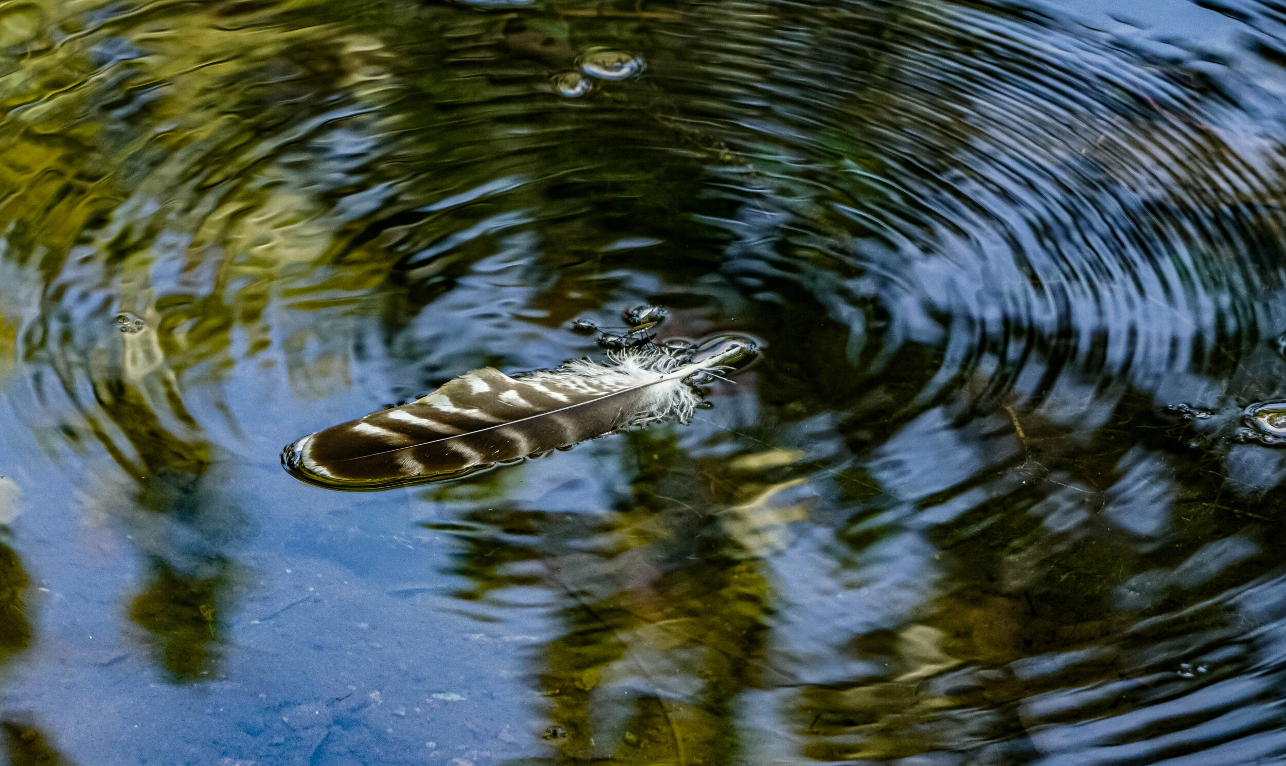 Feather in Whirlpool