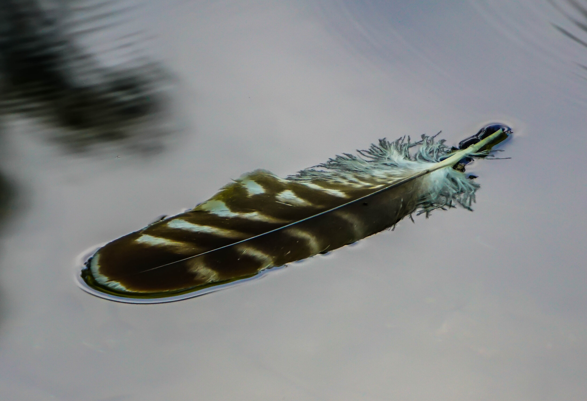 Floating Feather