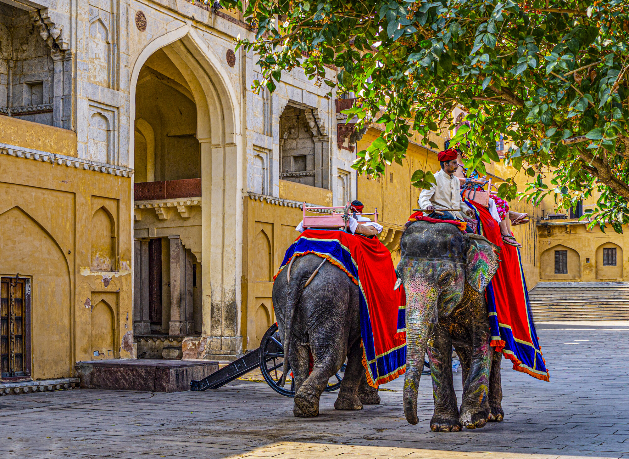 Amber Fort Elephants Decorated for Holi
