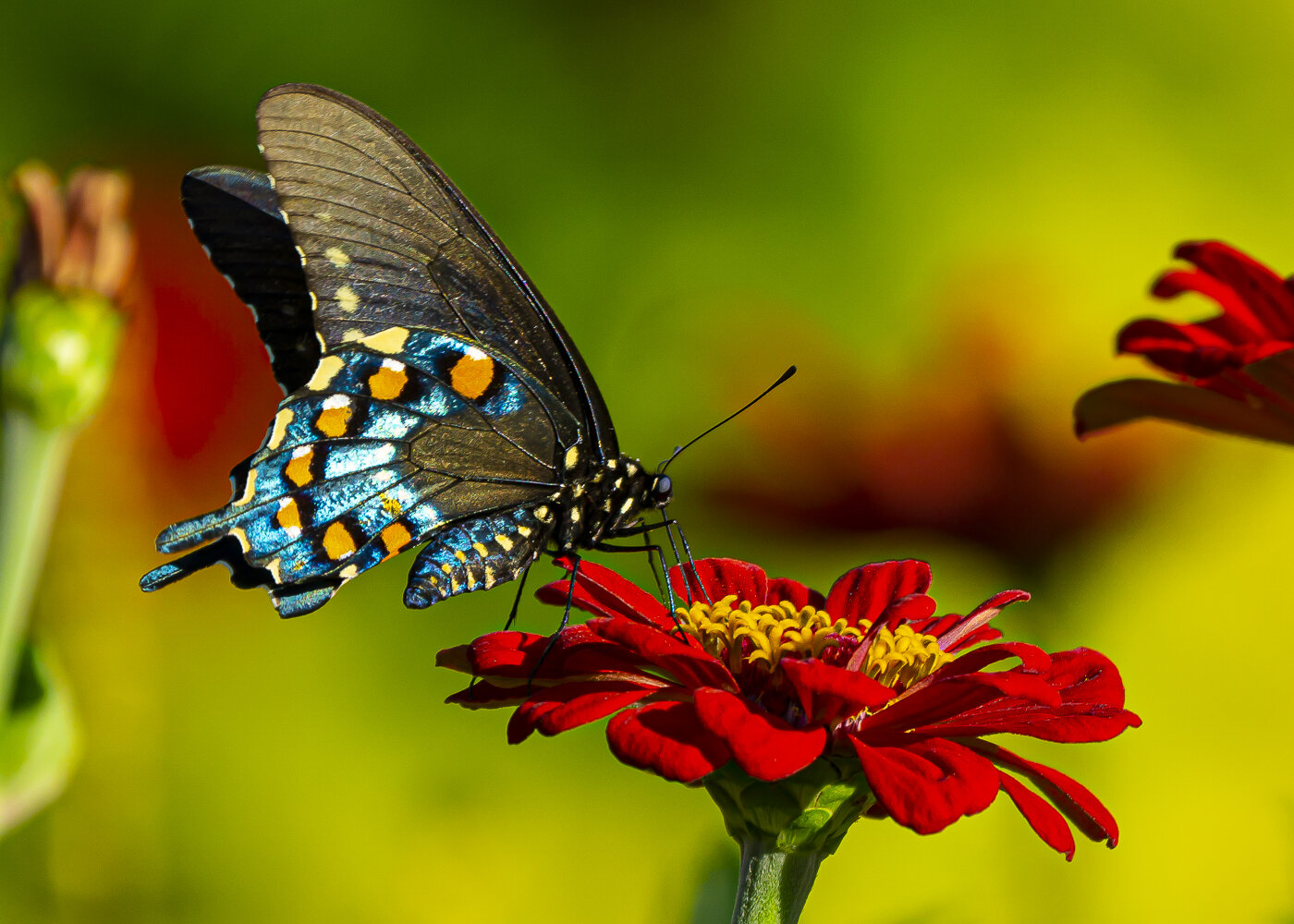 Pipevine Swallowtail Butterfly on Zinnia