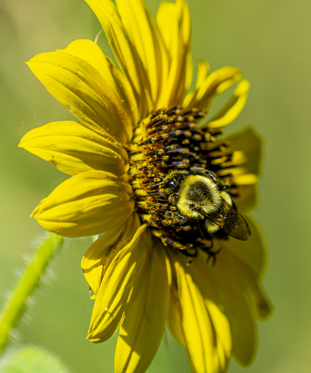Bumblebee on Yellow Flower