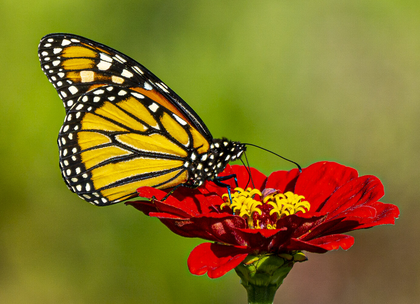 Monarch on Red Zinnia