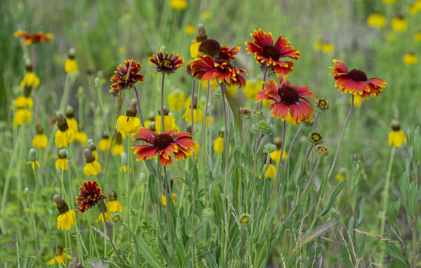 Wildflowers in Woodland