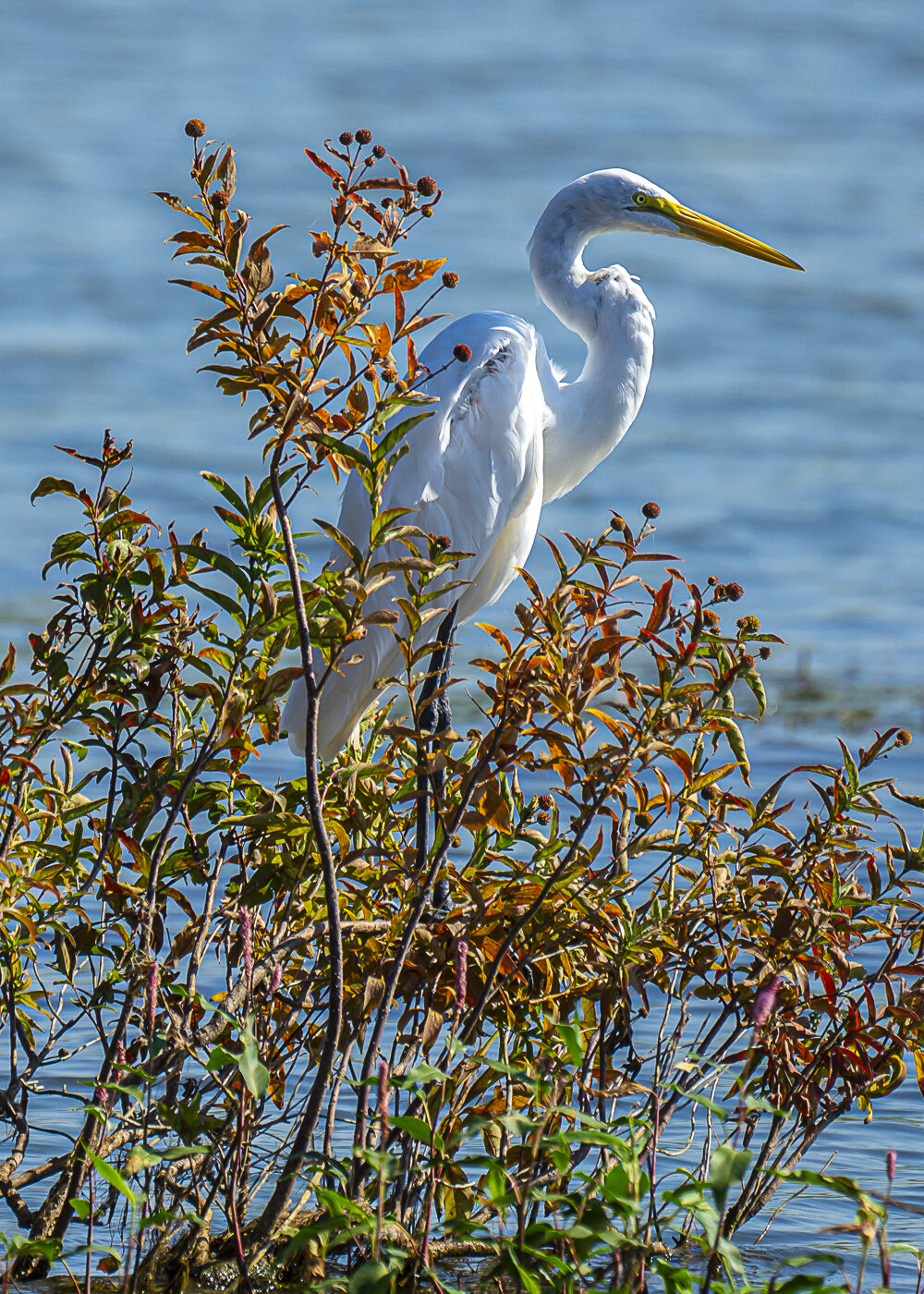 Great White Egret in Fall Foliage