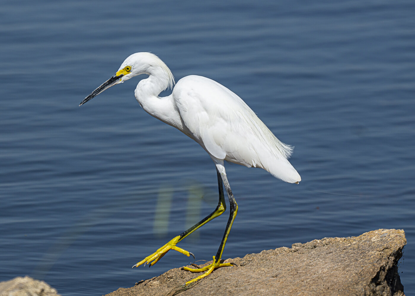 Snowy Egret Stepping Out