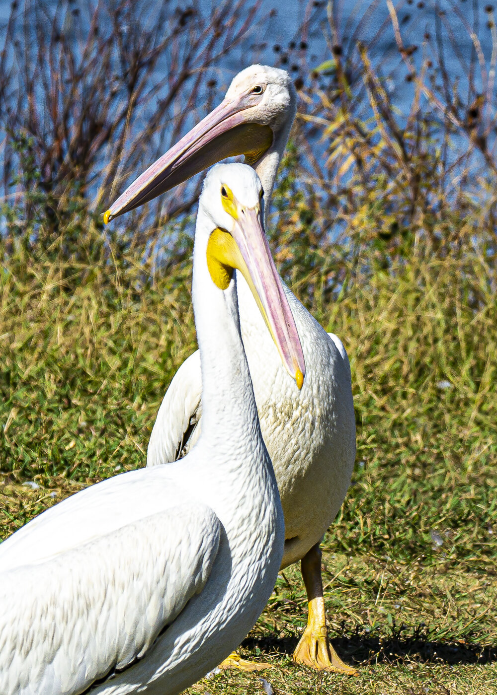 American White Pelican Couple