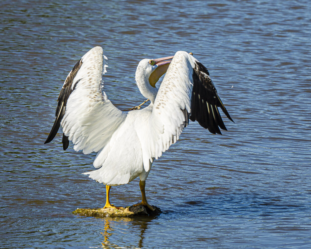 American White Pelican Wings Extended
